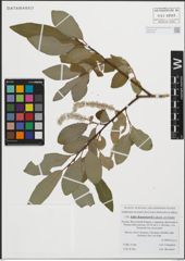 Foto von Salix kusnetzowii Laksch. ex Goerz
